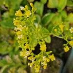 Patrinia scabiosifolia Květ