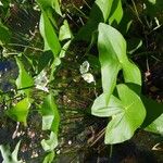 Sagittaria latifoliaЦветок