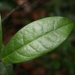 Anaxagorea dolichocarpa Leaf