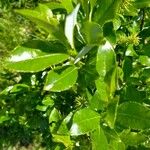 Salix glabra Frunză