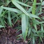 Phyllostachys sulphurea Leaf