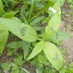 Polygonum lapathifolium Fulla