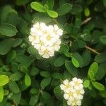 Spiraea albaফুল