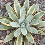 Agave macroacantha Ліст