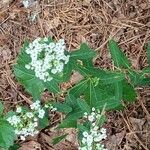 Euphorbia corollataFlors