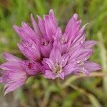 Allium serra Flor
