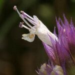 Agastache urticifolia Blomma