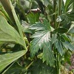 Aconitum variegatum Leaf