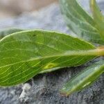 Salix retusa Leaf