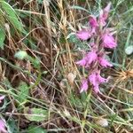 Anacamptis sancta Flor