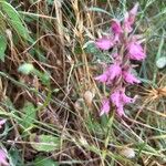 Anacamptis sancta Flors