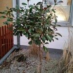 Photinia serratifolia Облик