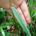 Festuca altissima Blad