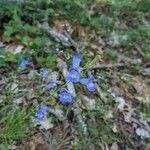 Penstemon laetus Flor