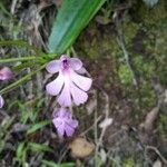 Cynorkis purpurascens Blüte