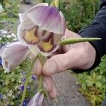 Gladiolus papilio Flower