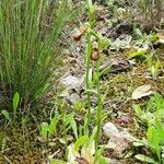 Ophrys speculum Natur