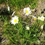 Leucanthemum graminifolium Hábito