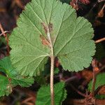 Pelargonium inodorum 葉