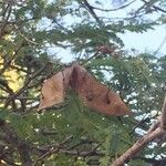 Albizia harveyi Fruit