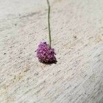 Verbena bonariensisFlower