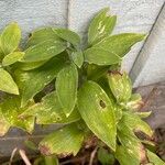 Alstroemeria psittacina Leaf