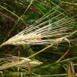 Hordeum vulgare 果實