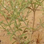 Salvia aegyptiaca Leaf