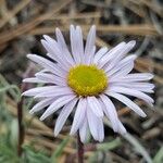 Erigeron vetensis Flower