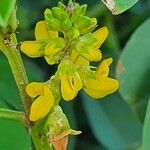 Crotalaria pycnostachya 花