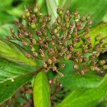 Cornus racemosa Frucht