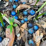 Elaeocarpus angustifolius Fruit