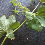 Alchemilla glabra Blad