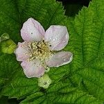 Rubus pruinosus Flower