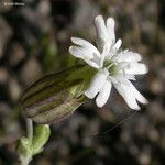 Silene douglasii Fleur