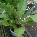 Anthurium hookeri Leaf