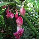 Drymonia conchocalyx Flor