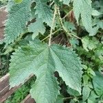 Girardinia diversifolia Blatt