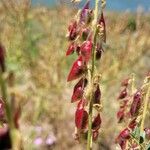 Astragalus atropilosulus Fruit