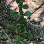 Azara microphylla Blatt