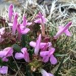 Pedicularis sylvaticaOther