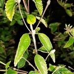 Lantana camara Leaf