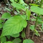 Corchorus olitorius Leaf