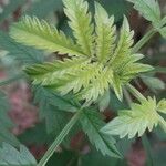 Melianthus comosus Blad