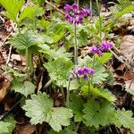 Primula matthioli Květ