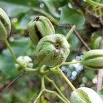 Pisonia aculeata Meyve