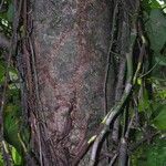 Cupania cinerea Bark