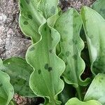 Drimiopsis maculata Leaf