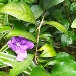 Brunfelsia uniflora Blomma