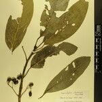 Daphniphyllum himalense Nyingine